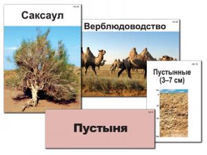 Модель-аппликация "Природные зоны России" (ламинированная)