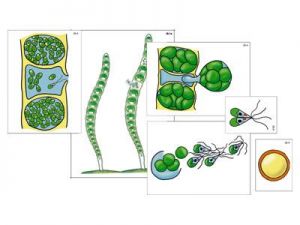 Модель-аппликация "Размножение многоклеточной водоросли" (ламинированная)