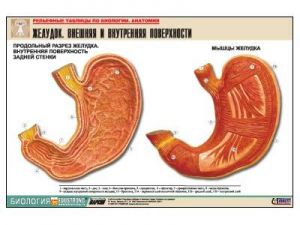 Рельефная таблица "Желудок. Внешняя и внутренняя поверхности"  (формат А1, матовое ламинир.)