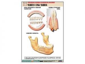 Рельефная таблица "Челюсти и зубы человека" (формат А1, матовое ламинир.)