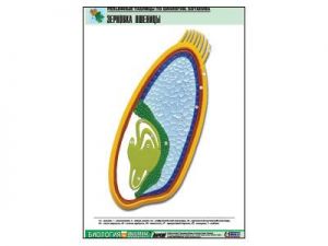 Рельефная таблица "Зерновка пшеницы" (формат А1, матовое ламинир.)