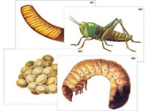 Модель-аппликация "Развитие насекомых с полным и неполным превращением" (ламинированная)