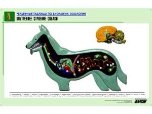 Рельефная таблица "Внутреннее строение собаки" (формат А1, матовое ламинир.)