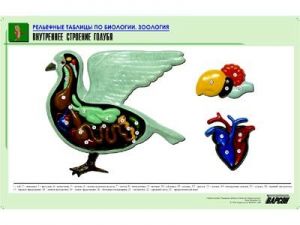 Рельефная таблица "Внутреннее строение голубя" (формат А1, матовое ламинир.)